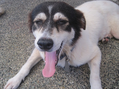 Eulogy for a dog
